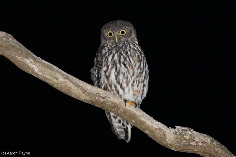 Ninox connivens