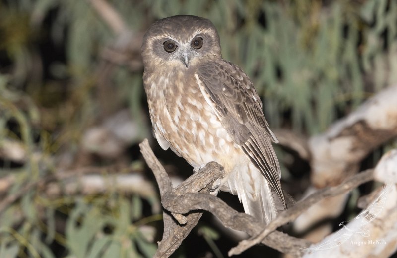 Ninox Boobook