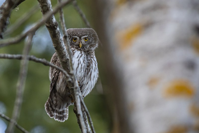 Ninox strenua Bird