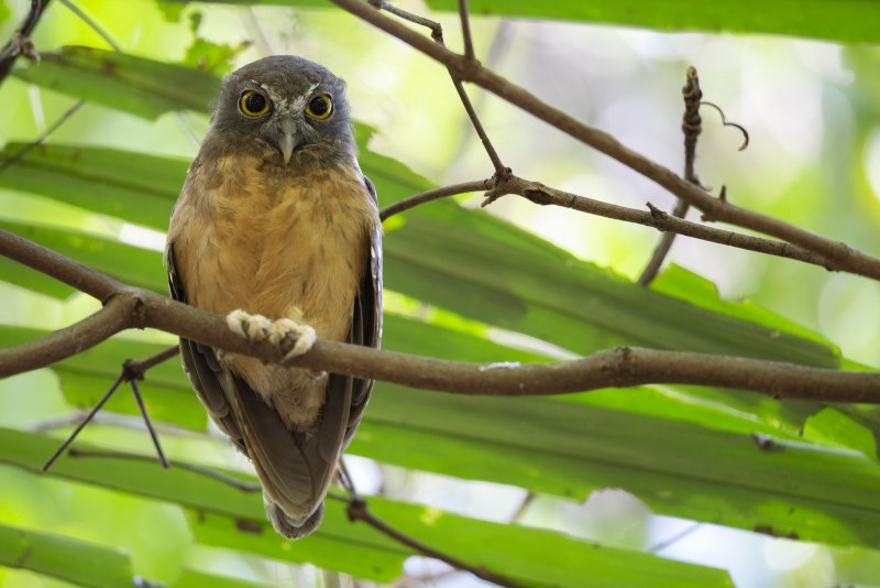 Uroglaux dimorpha