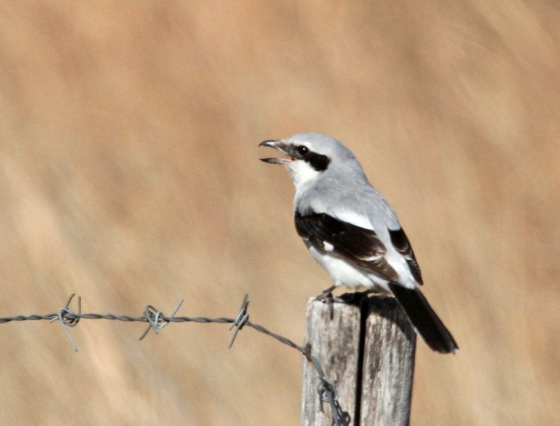 Shrike Flower