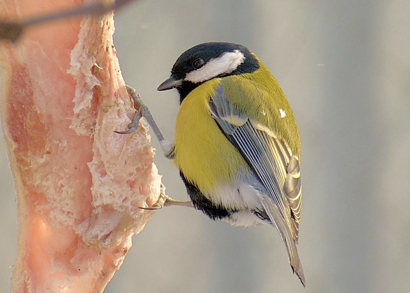 Coccothraustes vespertinus