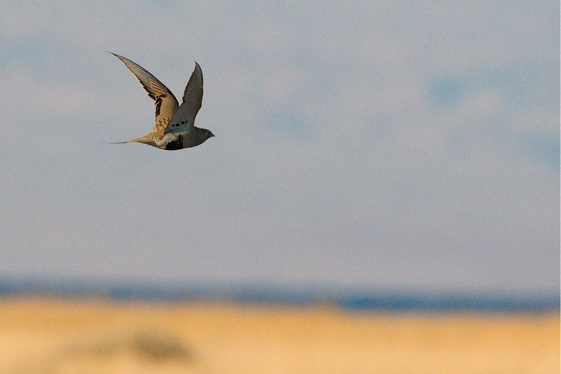 Pallas's Sandgrouse (Syrrhaptes paradoxus)