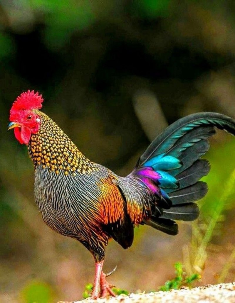 Петух Гамбургский