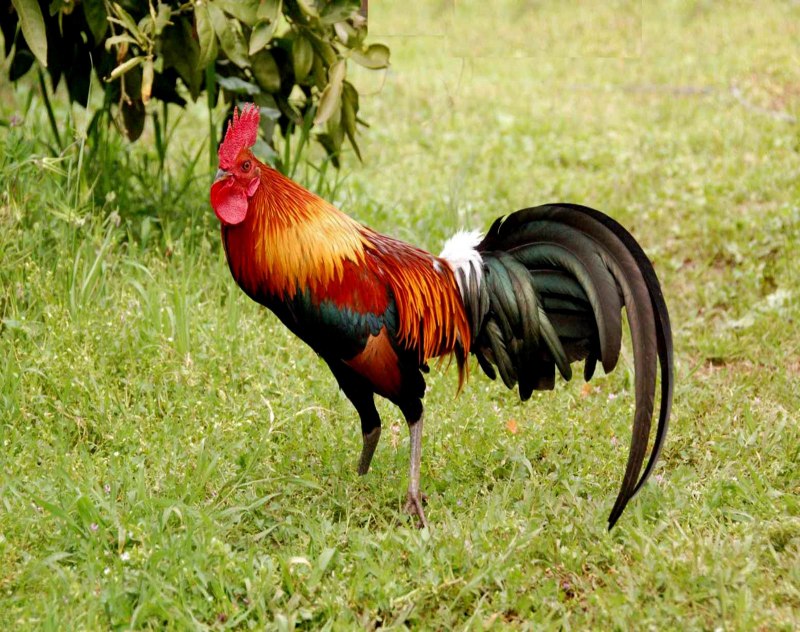 Кучинская Брама