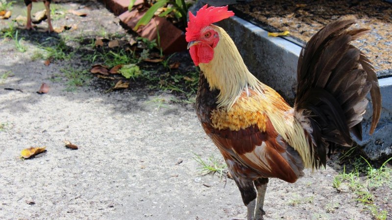 Клюв курицы