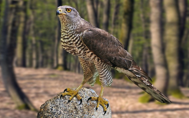 Камчатский тетеревятник Accipiter gentilis albidus