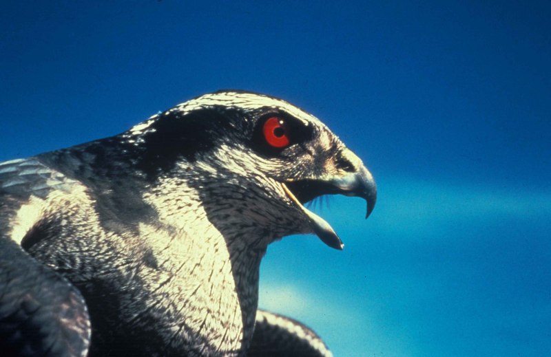 Goshawk Chasing Jay