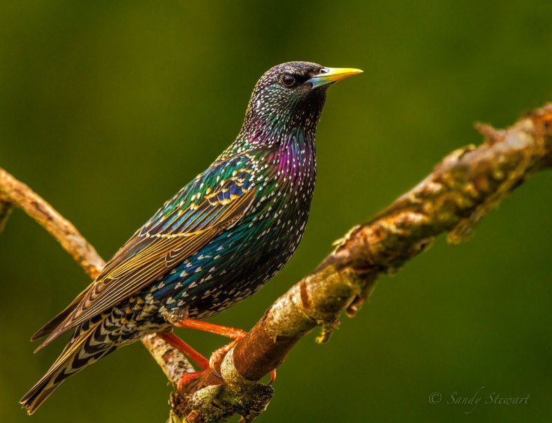 Камбоджийский скворец (Sturnus burmannicus)