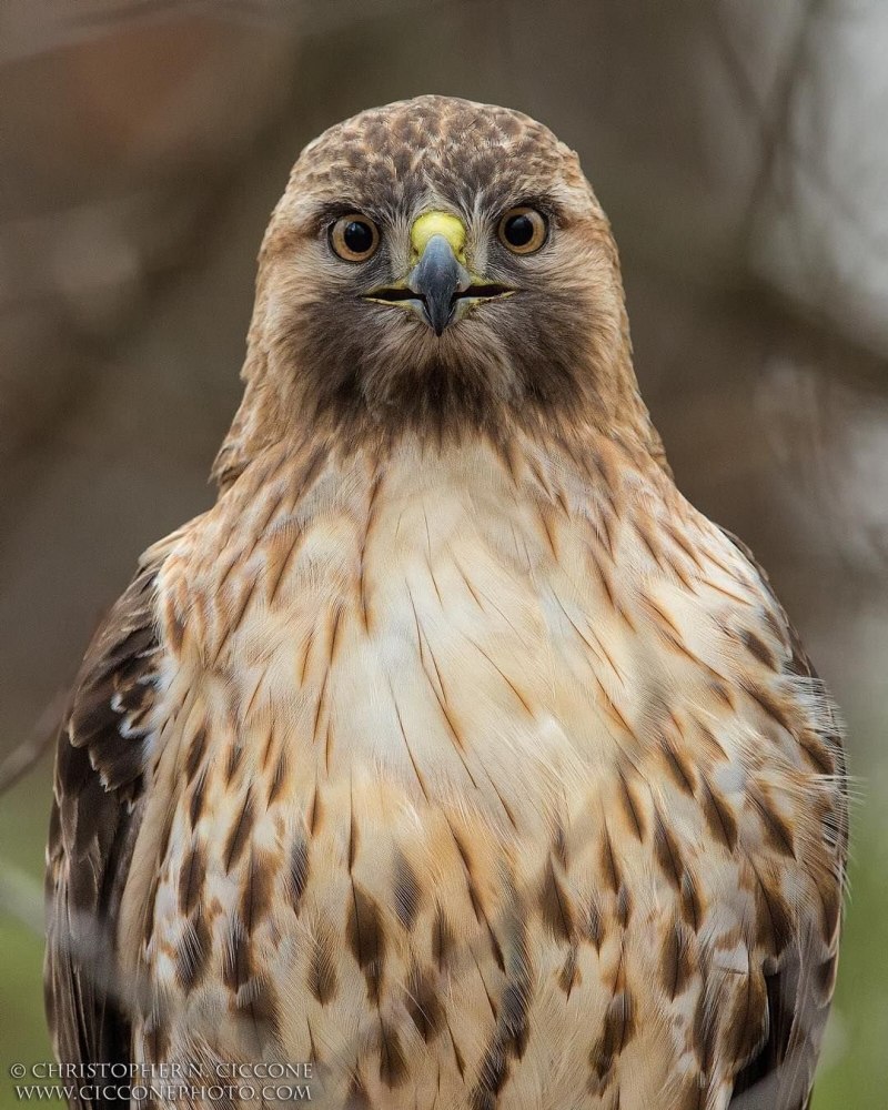 Buteo Buteo Beslenmesi
