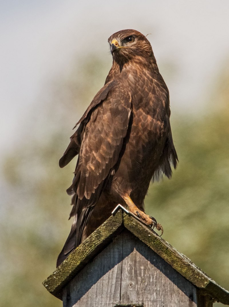 Обыкновенный канюк Buteo Buteo
