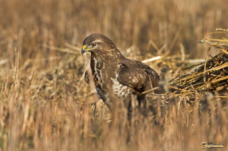 Обыкновенный канюк Buteo Buteo