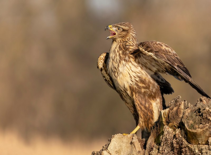 Обыкновенный канюк Buteo Buteo