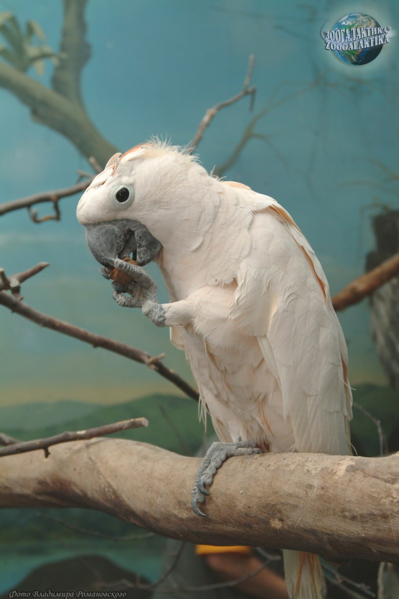 Salmon–Crested Cockatoo