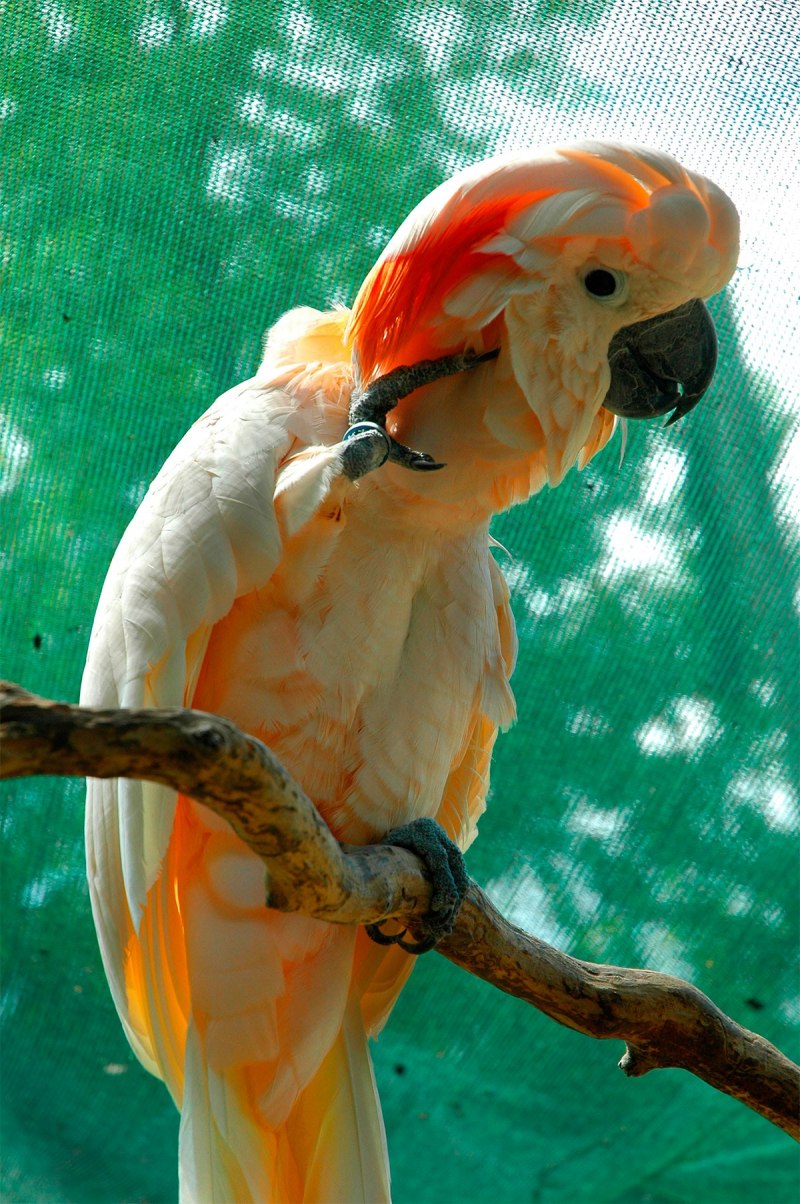 Sulphur Crested Cockatoo
