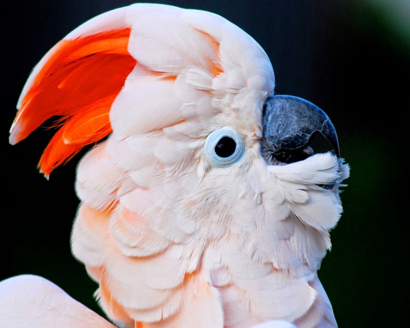 Sulphur Crested Cockatoo
