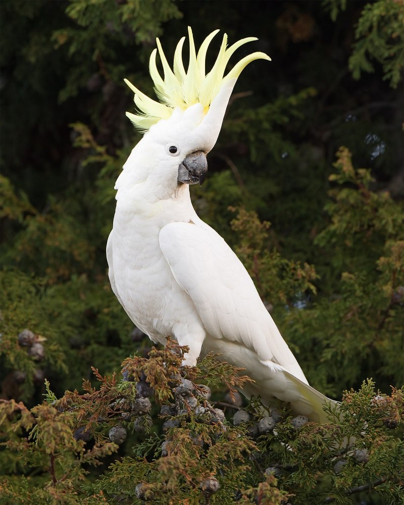 Cacatua moluccensis молуккский Какаду