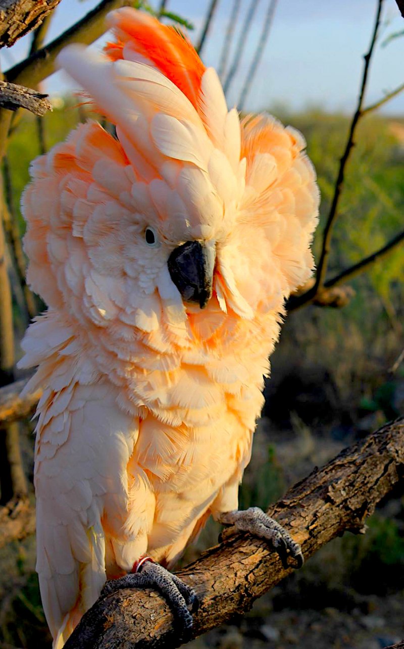 Cacatua moluccensis молуккский Какаду