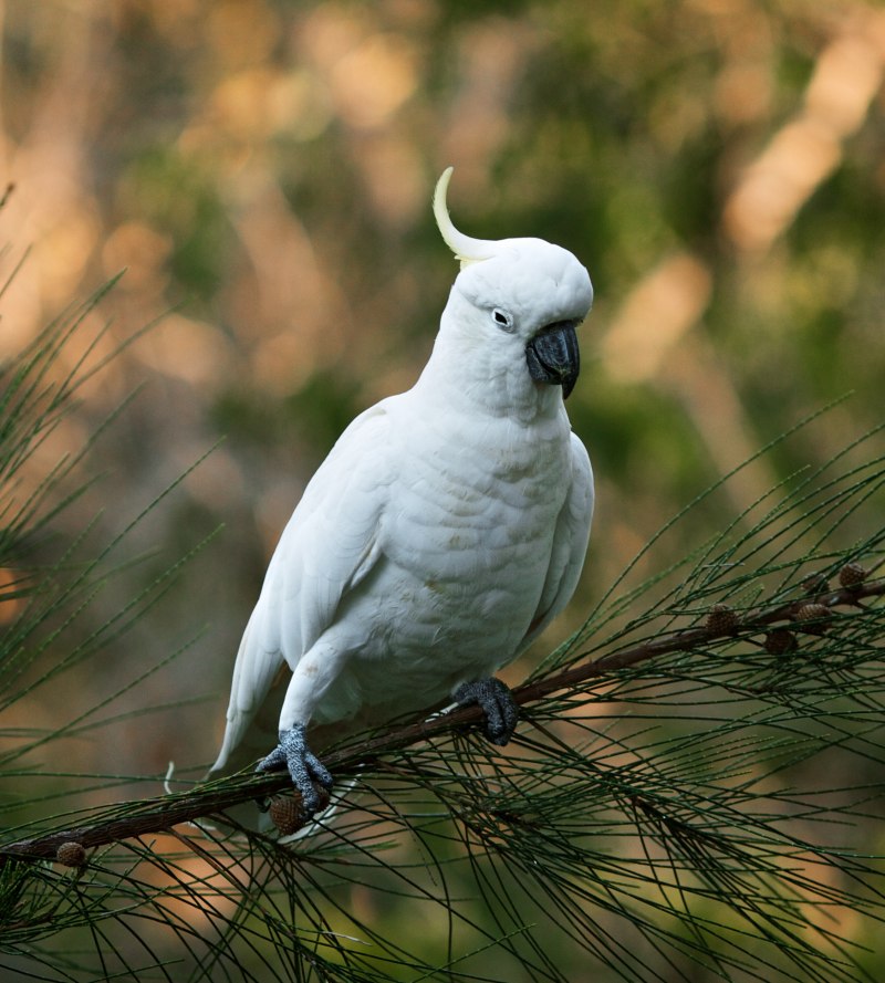 Parrot Cockatoo Moluccan