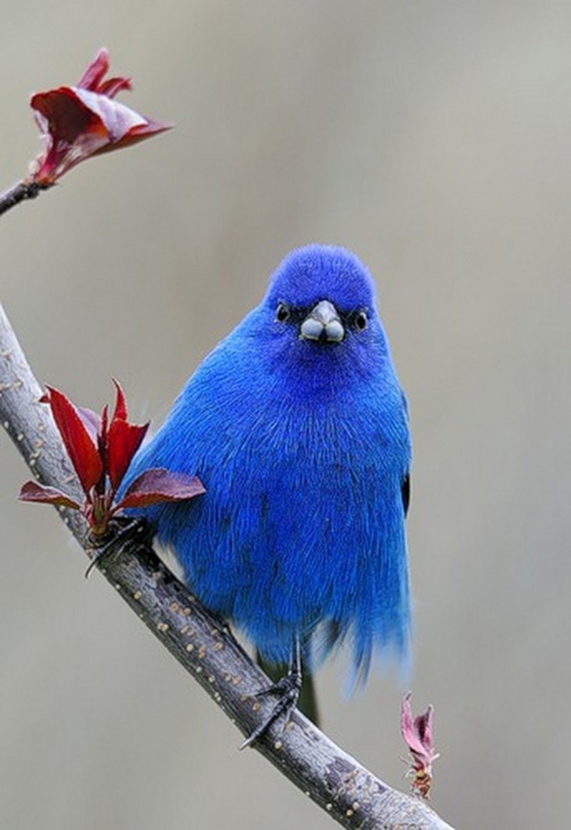 Дерево синей птицы. Суракаф птица. Красивые птицы. Синяя птица. Яркие птицы.