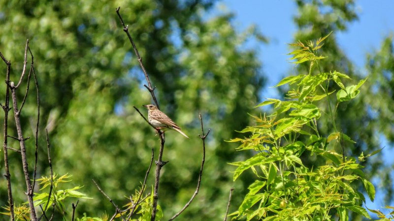 Коноплянка (Реполов) (cannabina cannabina);