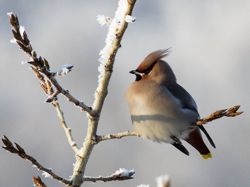 Браминский скворец (Sturnus pagodarum)