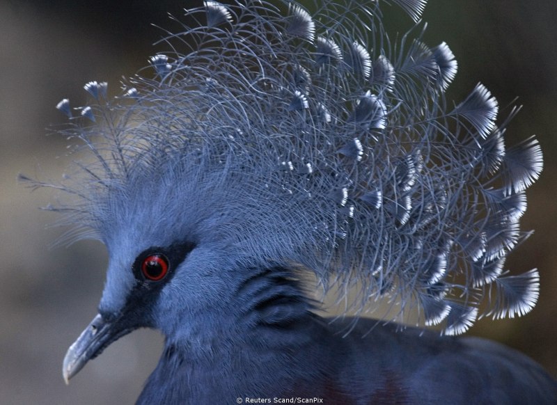 Чибис Vanellus Vanellus