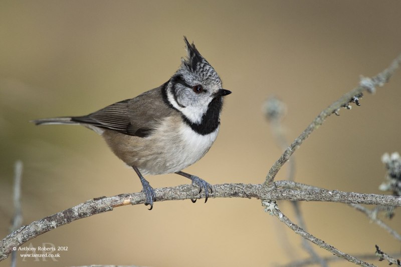 Podoces panderi
