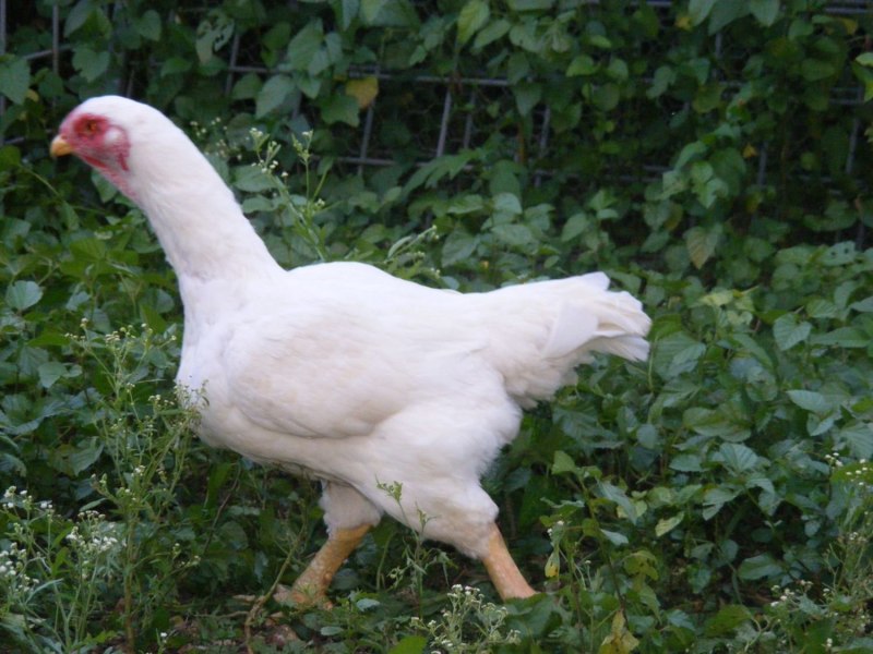 Корниш курица