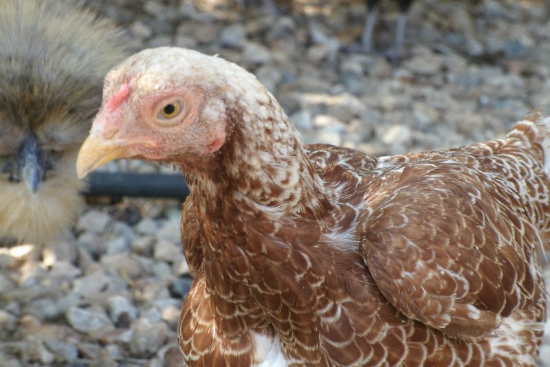 Корниш Юбилейный окрас