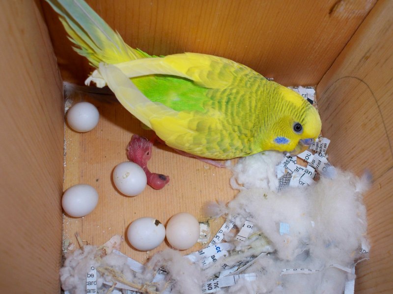 Попугай волнистый снесла яйцо (61 фото)