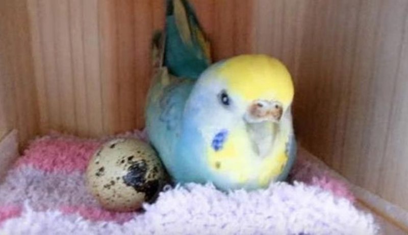 Волнистый попугай высиживает яйца