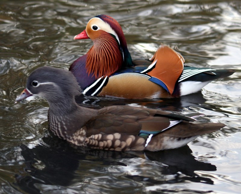 Монета утка Мандаринка Aix galericulata