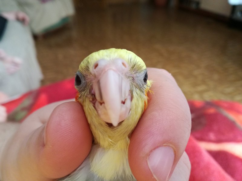 Клюв попугая корелла