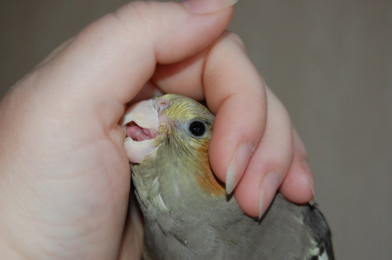 Конъюнктивит у кореллы