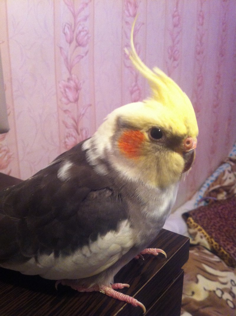 Попугай корелла Жемчужная