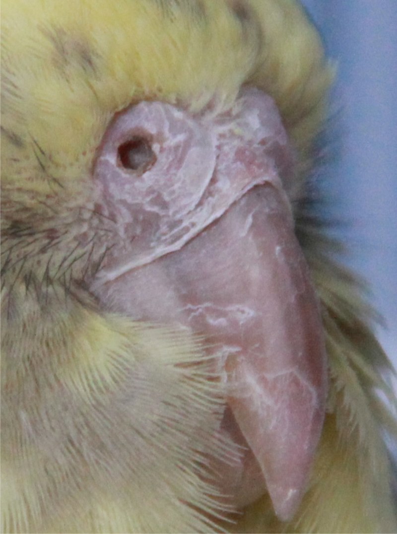 Клюв попугая корелла