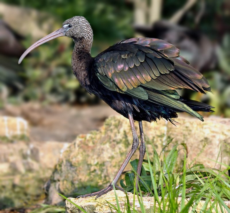 Glossy Bird
