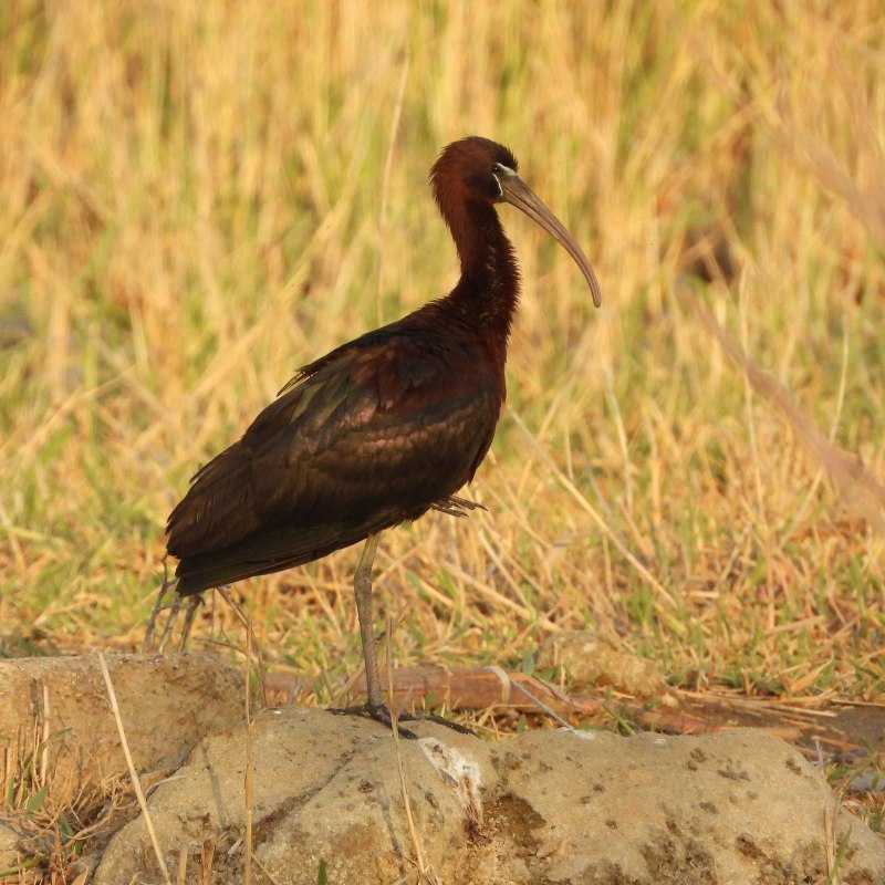 Каравайка Plegadis falcinellus (Linnaeus, 1766)