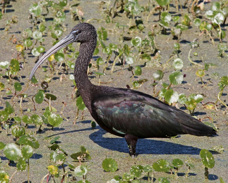 Каравайка Plegadis falcinellus (Linnaeus, 1766)