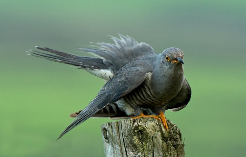 Cuckoo Bird