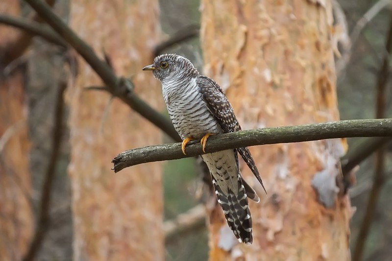 Птица Cuculus canorus