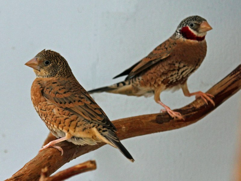Амадины птички фото белые