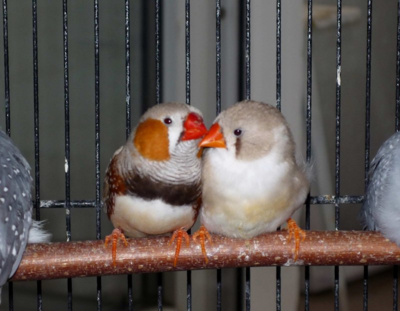 Zebra Finch
