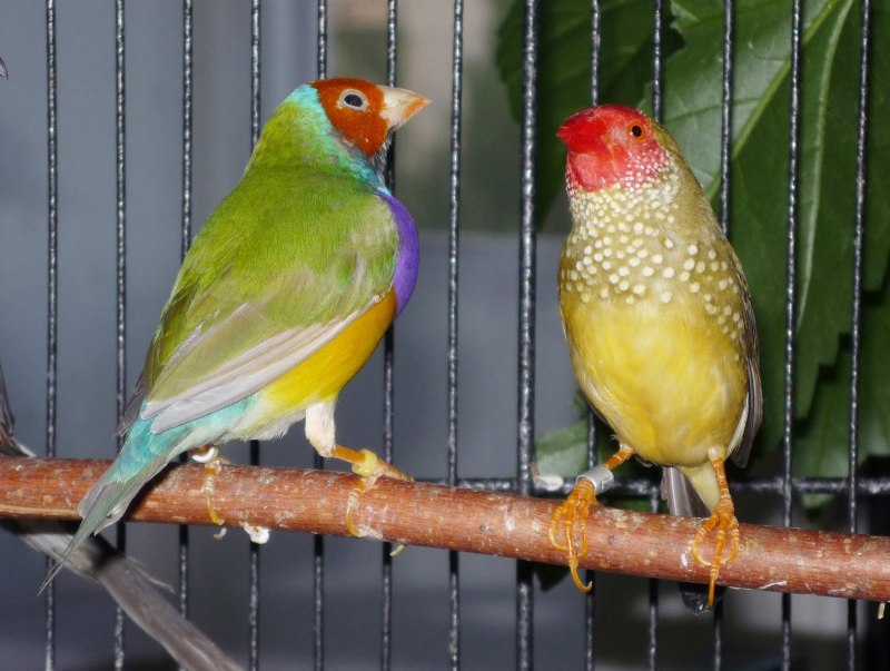 Zebra Finch