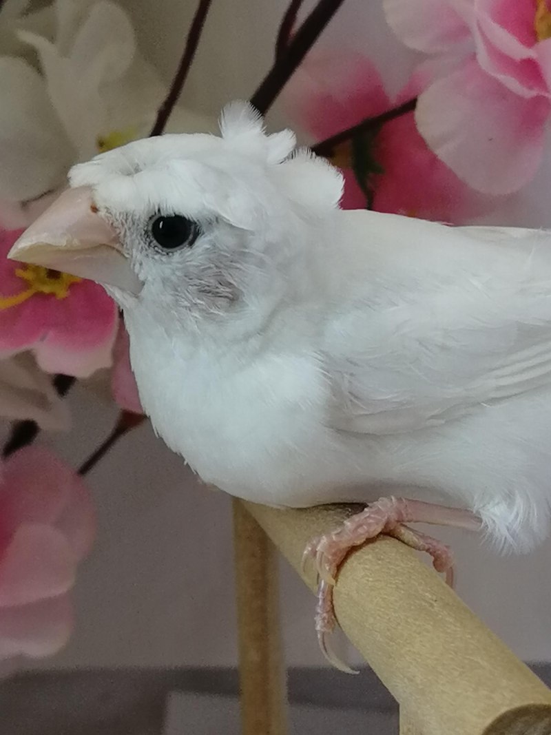 Рисовые амадины