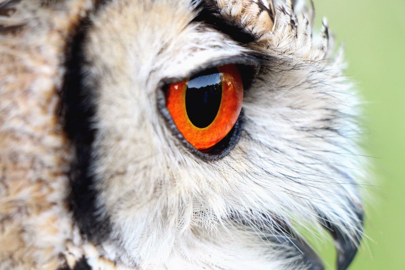 Цвет глаз совы (44 фото)