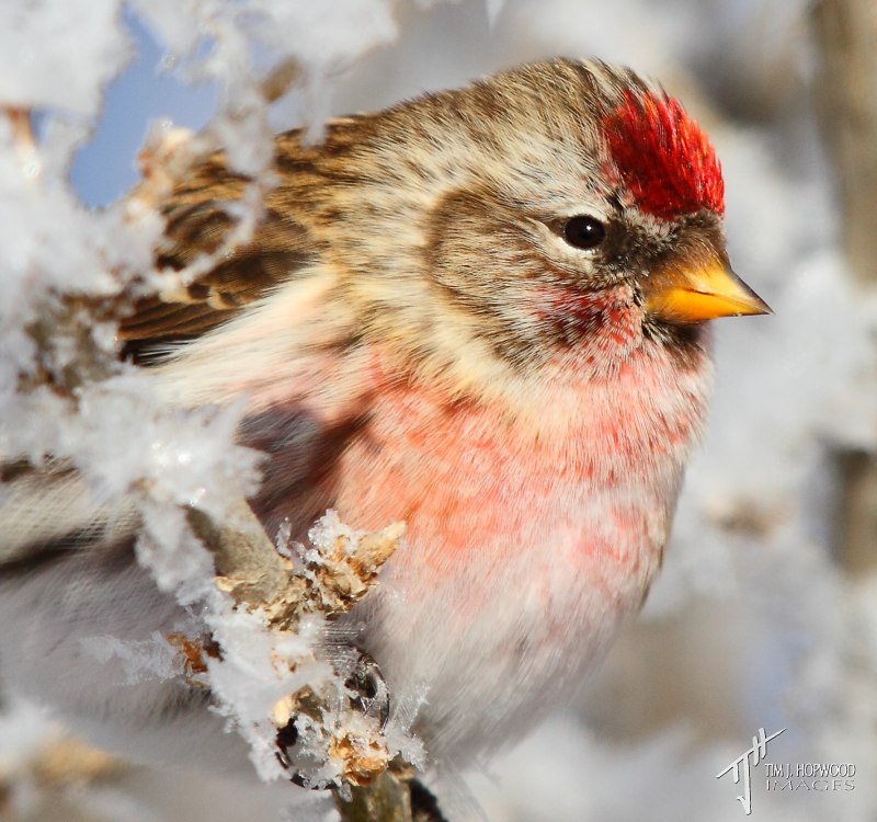 American Goldfinch птица