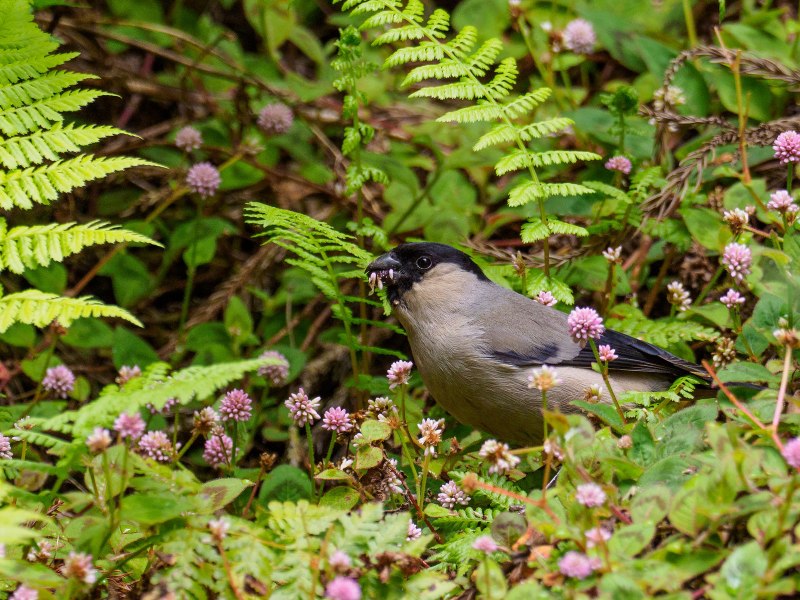 Pyrrhula Murina