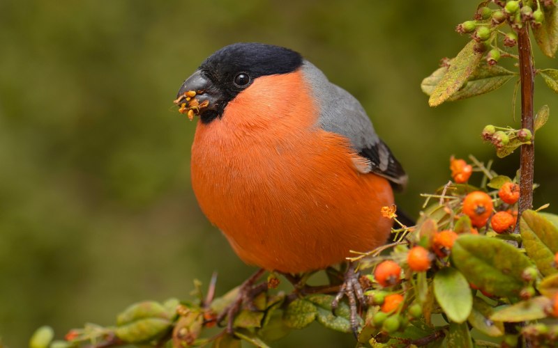 Pyrrhula coccinea